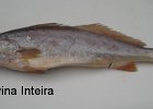 corvina inteira congelada